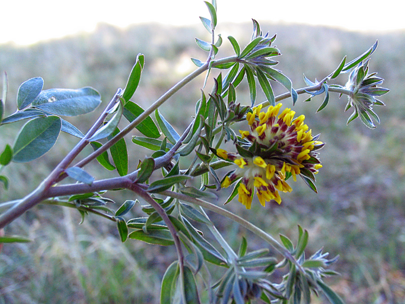 Anthyllis vulneraria subsp. weldeniana (=Anthyllis x adriatica)